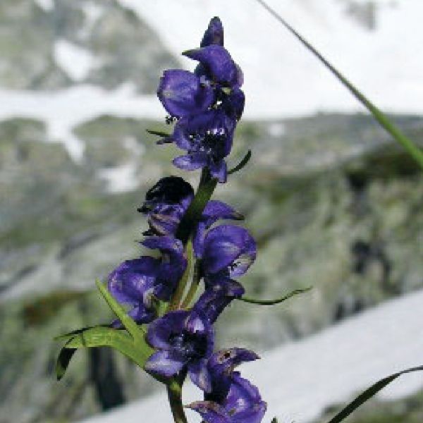 Blauer-Eisenhut (dichtblütiger) – Aconitum napellus