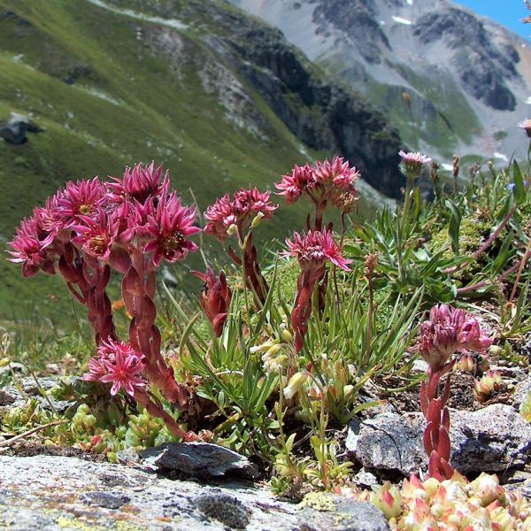 Berg-Hauswurz – Sempervivum montanum