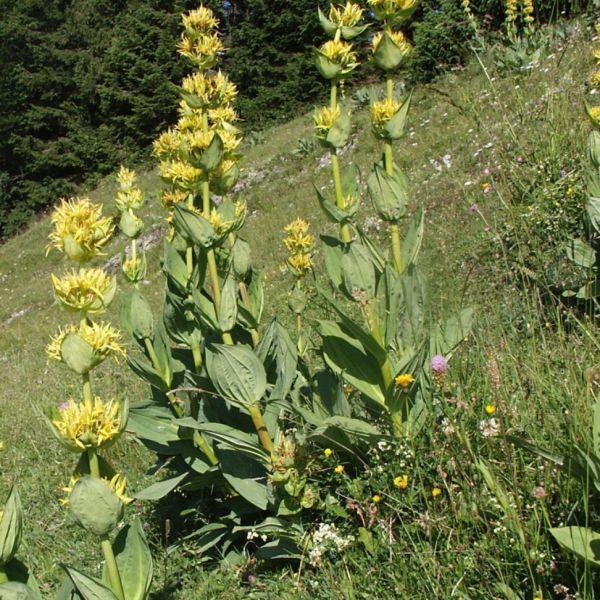 Gelber Enzian – Gentiana lutea