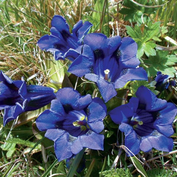 Berg-Enzian – Gentiana clusii