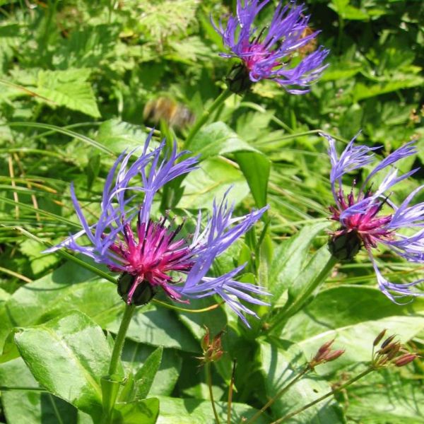 Berg-Flockenblume – Cyanus montanus