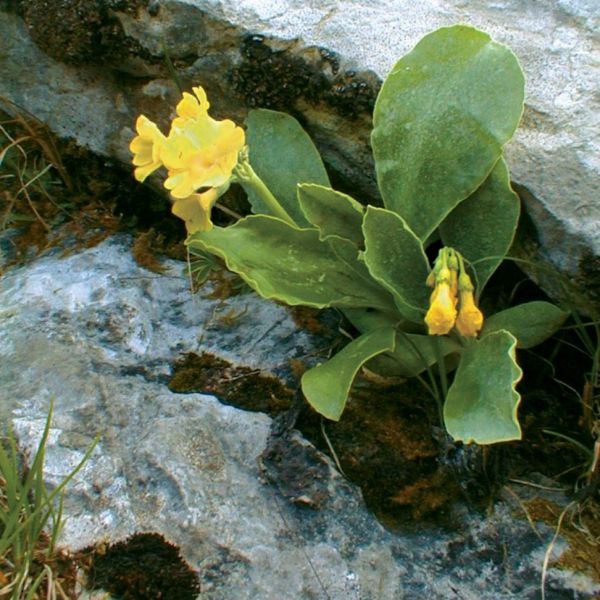 Aurikel – Primula auricula