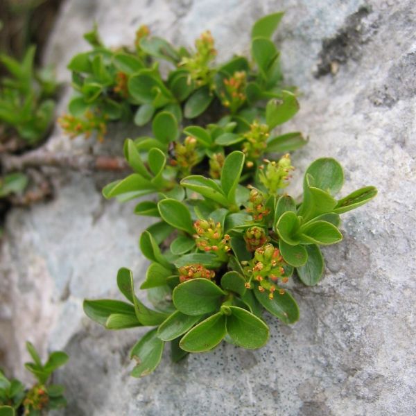 Stumpfblättrige Weide – Salix retusa